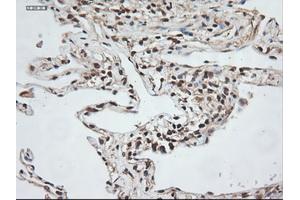 Image no. 2 for anti-Neurotrophin 3 (NTF3) (AA 139-257) antibody (ABIN1490920)