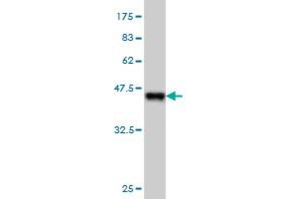 BCL7C antibody  (AA 86-164)