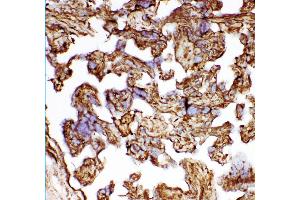 Anti- HSP27 antibody, IHC(F) IHC(F): Human Placenta Tissue (HSP27 antibody  (AA 1-205))