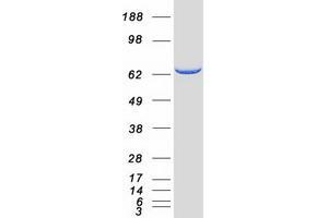 Validation with Western Blot (ATIC Protein (Myc-DYKDDDDK Tag))