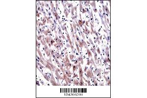 EGLN3 Antibody immunohistochemistry analysis in formalin fixed and paraffin embedded human heart tissue followed by peroxidase conjugation of the secondary antibody and DAB staining. (EGLN3 antibody  (C-Term))