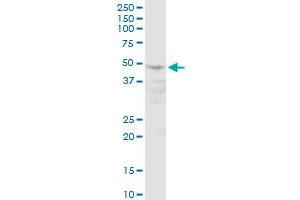 POLR3D MaxPab polyclonal antibody. (POLR3D antibody  (AA 1-398))