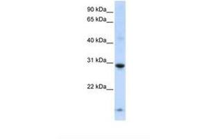 Image no. 1 for anti-Zinc Finger Protein 138 (ZNF138) (AA 177-226) antibody (ABIN6738382) (ZNF138 antibody  (AA 177-226))