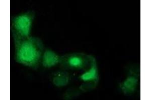 Anti-CDK2 mouse monoclonal antibody (ABIN2454506) immunofluorescent staining of COS7 cells transiently transfected by pCMV6-ENTRY CDK2 (RC200494). (CDK2 antibody)
