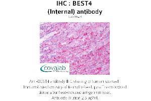 Image no. 1 for anti-Bestrophin 4 (BEST4) (Internal Region) antibody (ABIN1732306)