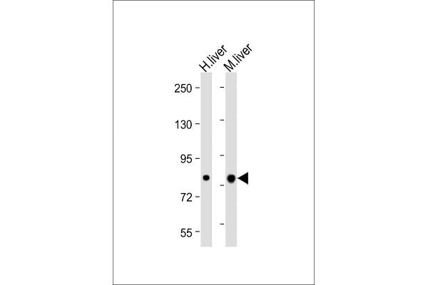 ABCG1 antibody  (N-Term)
