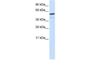 WB Suggested Anti-FOXI1 Antibody Titration:  0. (FOXI1 antibody  (Middle Region))