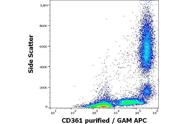 EVI2B antibody