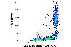 Flow cytometry surface staining pattern of human peripheral whole blood stained using anti-human CD361 (MEM-216) purified antibody (concentration in sample 4 μg/mL, GAM APC).