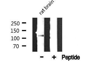Western blot analysis of extracts from rat brain, using Collagen VI α2 antibody.