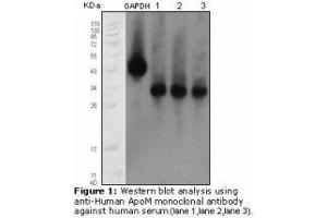 Image no. 1 for anti-Apolipoprotein M (APOM) antibody (ABIN232123) (Apolipoprotein M antibody)