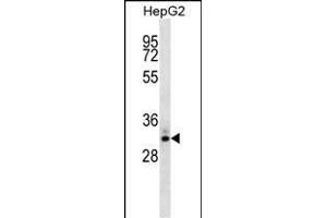 STC2 Antibody (ABIN1539810 and ABIN2843801) western blot analysis in HepG2 cell line lysates (35 μg/lane). (Stanniocalcin 2 antibody)