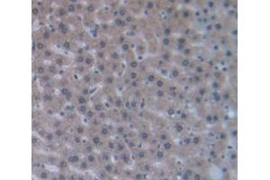 IHC-P analysis of Rat Tissue, with DAB staining. (Chemerin antibody  (AA 25-152))