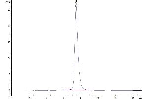 The purity of Canine PRLR is greater than 95 % as determined by SEC-HPLC. (Prolactin Receptor Protein (PRLR) (AA 25-235) (Fc Tag))