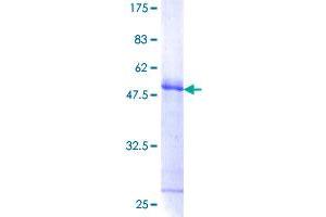 FHL3 Protein (AA 1-280) (GST tag)
