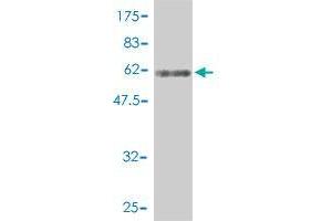 Western Blot detection against Immunogen (63. (DNAJB4 antibody  (AA 1-337))
