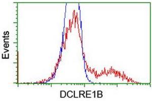 HEK293T cells transfected with either RC205744 overexpress plasmid (Red) or empty vector control plasmid (Blue) were immunostained by anti-DCLRE1B antibody (ABIN2454181), and then analyzed by flow cytometry. (DCLRE1B antibody  (AA 1-280))