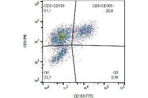 Surface staining of CD103 on PHA-activated PBMC with anti-CD103 (Ber-ACT8) FITC. (CD103 antibody  (FITC))