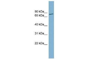 FURIN antibody used at 1 ug/ml to detect target protein. (FURIN antibody)