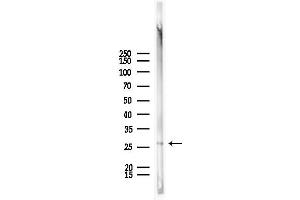 Western blot analysis of lysates from Mouse lung, using Rabl2 Antibody at 1/1000 dilution. (Rabl2 antibody  (C-Term))