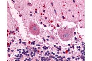 Immunohistochemical (Formalin/PFA-fixed paraffin-embedded sections) staining of human brain with GPR3 polyclonal antibody . (GPR3 antibody)