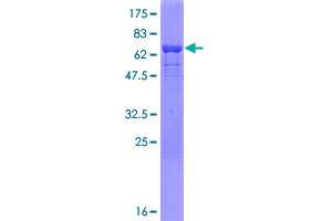 PCBP1 Protein (AA 1-356) (GST tag)