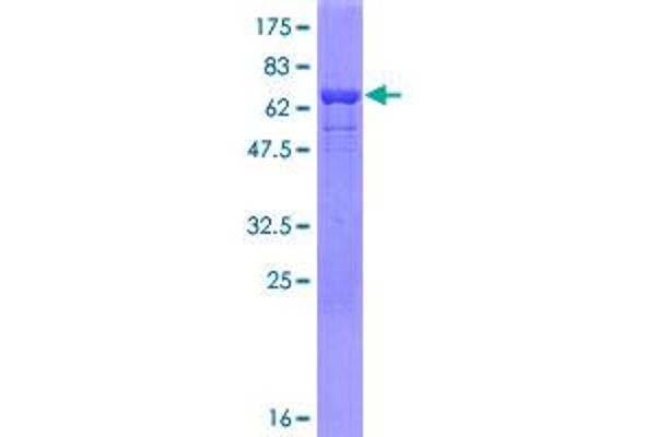 PCBP1 Protein (AA 1-356) (GST tag)