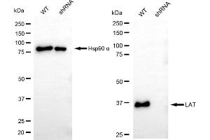 Western blotting analysis using LAT antibody (ABIN7799272).