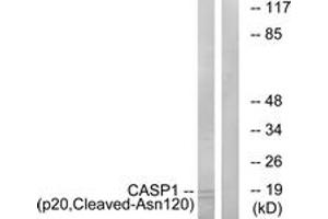 Western blot analysis of extracts from rat eye cells, using Caspase 1 (p20,Cleaved-Asn120) Antibody. (Caspase 1 antibody  (Cleaved-Asn120))
