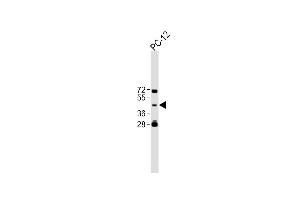All lanes : Anti-TBC1D13 Antibody (Center) at 1:500 dilution Lane 1:PC-12 whole cell lysate Lysates/proteins at 20 μg per lane. (TBC1D13 antibody  (AA 76-105))