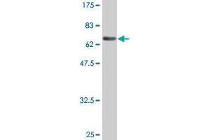 Western Blot detection against Immunogen (73. (ENO1 antibody  (AA 1-434))