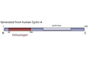 Image no. 3 for anti-Cyclin A2 (CCNA2) (AA 26-144) antibody (ABIN968445) (Cyclin A antibody  (AA 26-144))