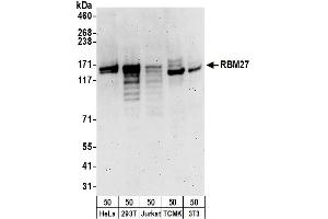 Western Blotting (WB) image for anti-RNA Binding Motif Protein 27 (RBM27) (AA 700-750) antibody (ABIN7454730) (RBM27 antibody  (AA 700-750))