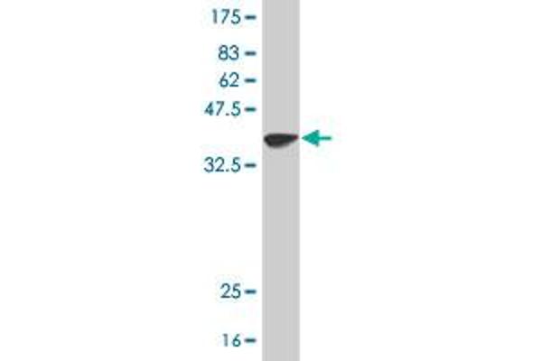 TUB antibody  (AA 439-538)