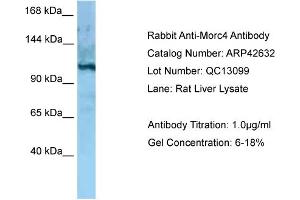 Western Blotting (WB) image for anti-MORC Family CW-Type Zinc Finger 4 (MORC4) (C-Term) antibody (ABIN2775506)