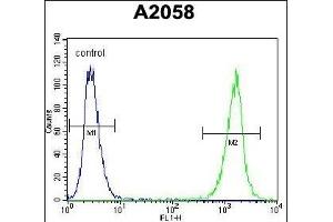 LCK Antibody (N-term) (ABIN392101 and ABIN2841855) flow cytometric analysis of  cells (right histogram) compared to a negative control cell (left histogram). (LCK antibody  (N-Term))