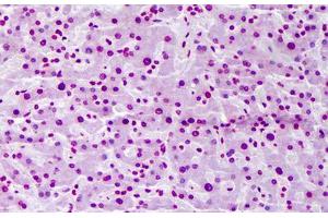 Anti-FBXW7 antibody IHC staining of human liver. (FBXW7 antibody  (AA 599-708))