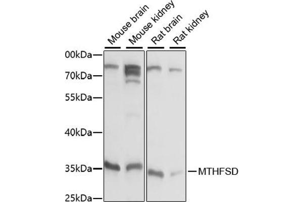 MTHFSD 抗体  (AA 1-383)
