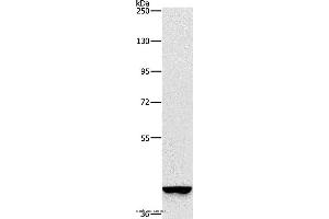 Western blot analysis of A549 cell, using GAPDHS Polyclonal Antibody at dilution of 1:375 (GAPDHS antibody)