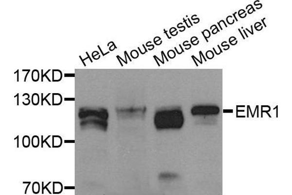 F4/80 antibody  (AA 21-290)