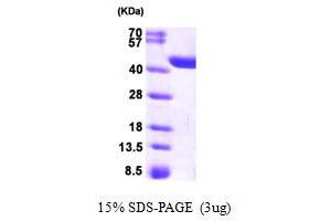 CRYZL1 Protein (AA 1-349) (His tag)