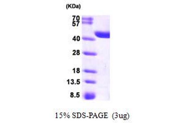 CRYZL1 Protein (AA 1-349) (His tag)