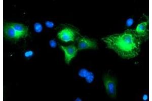 Immunofluorescence (IF) image for anti-Schwannomin Interacting Protein 1 (SCHIP1) antibody (ABIN1500823) (SCHIP1 antibody)