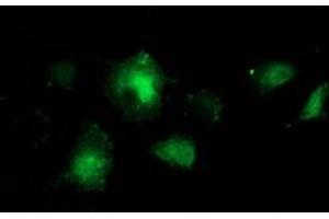 Anti-BCAR1 mouse monoclonal antibody (ABIN2454311) immunofluorescent staining of COS7 cells transiently transfected by pCMV6-ENTRY BCAR1 (RC209133). (BCAR1 antibody)