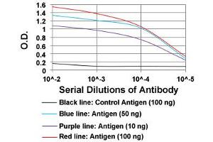 ELISA analysis of CCNE1 monoclonal antibody, clone 5F8C5  at 1:10000 dilution. (Cyclin E1 antibody  (AA 307-410))