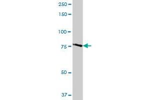 TARS2 antibody  (AA 1-718)