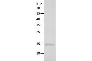 Western Blotting (WB) image for Cytochrome C, Somatic (CYCS) (AA 1-105) protein (His tag) (ABIN7286881) (Cytochrome C Protein (AA 1-105) (His tag))