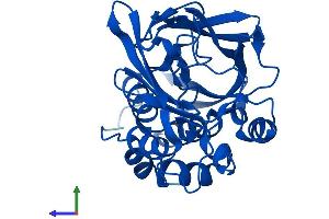 NAT1 Protein (AA 1-290) (His tag)