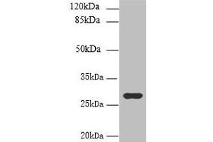 UTP23 antibody  (AA 1-249)