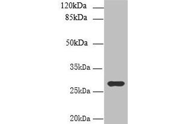 UTP23 antibody  (AA 1-249)